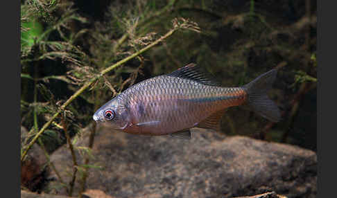 Bitterling (Rhodeus sericeus amarus)