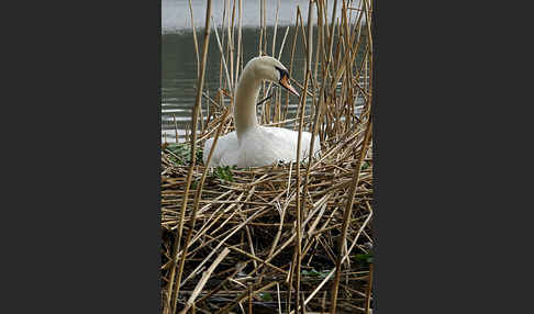 Höckerschwan (Cygnus olor)