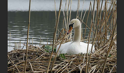 Höckerschwan (Cygnus olor)