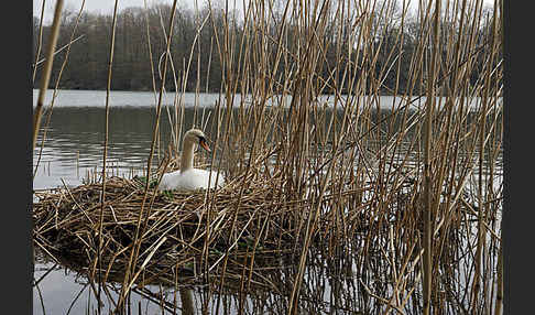 Höckerschwan (Cygnus olor)