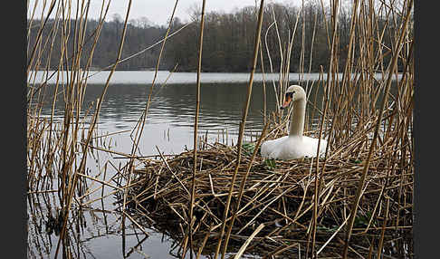 Höckerschwan (Cygnus olor)