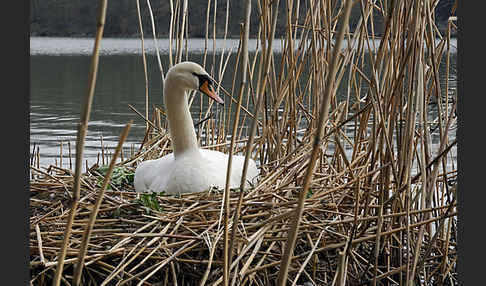 Höckerschwan (Cygnus olor)