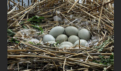 Höckerschwan (Cygnus olor)