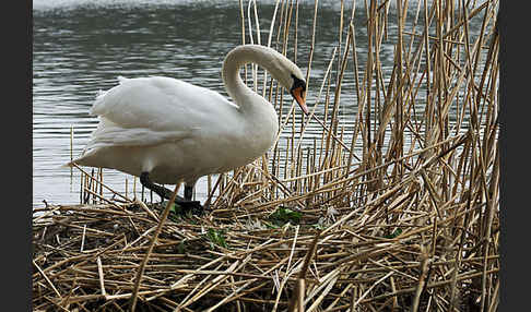 Höckerschwan (Cygnus olor)