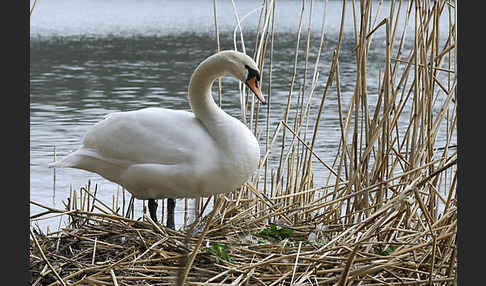 Höckerschwan (Cygnus olor)