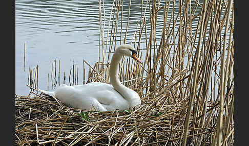 Höckerschwan (Cygnus olor)