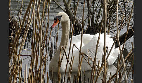 Höckerschwan (Cygnus olor)