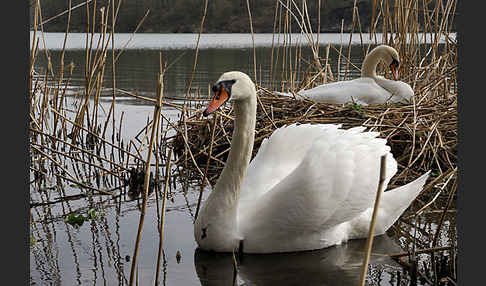 Höckerschwan (Cygnus olor)