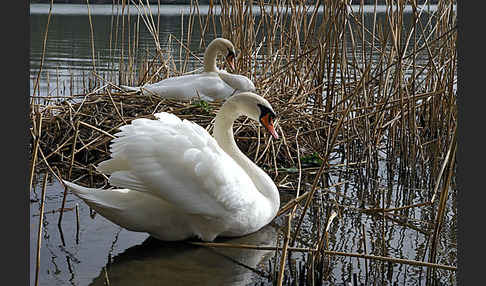 Höckerschwan (Cygnus olor)