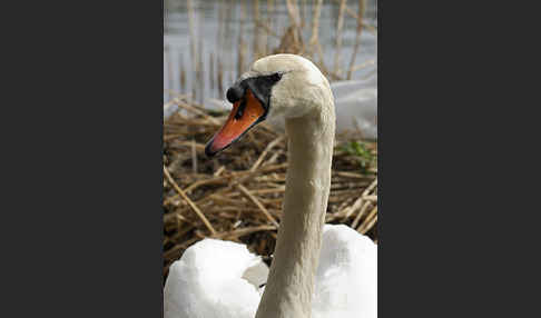 Höckerschwan (Cygnus olor)