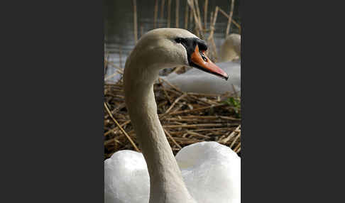 Höckerschwan (Cygnus olor)