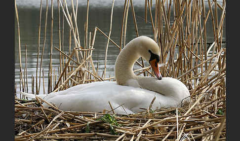 Höckerschwan (Cygnus olor)