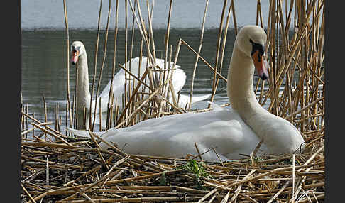 Höckerschwan (Cygnus olor)