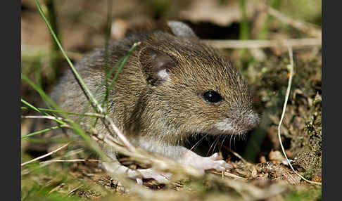 Waldmaus (Apodemus sylvaticus)