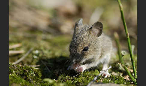 Waldmaus (Apodemus sylvaticus)