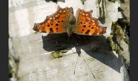 C-Falter (Polygonia c-album)