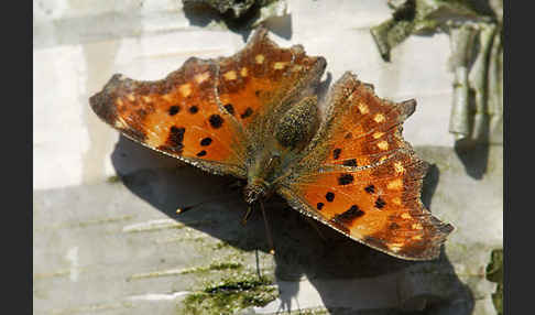 C-Falter (Polygonia c-album)