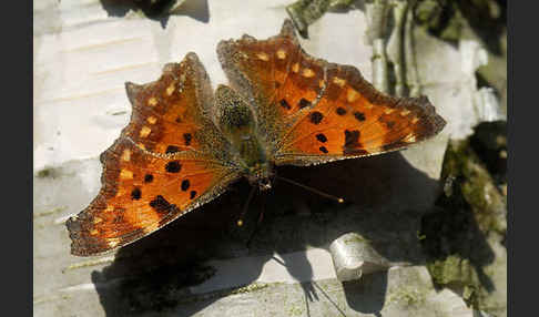 C-Falter (Polygonia c-album)