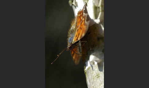 C-Falter (Polygonia c-album)