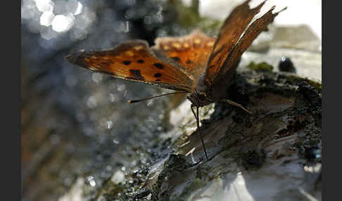 C-Falter (Polygonia c-album)