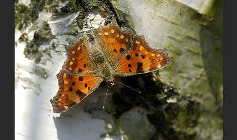 C-Falter (Polygonia c-album)