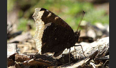 Trauermantel (Nymphalis antiopa)