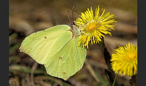 Zitronenfalter (Gonepteryx rhamni)