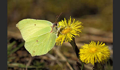 Zitronenfalter (Gonepteryx rhamni)