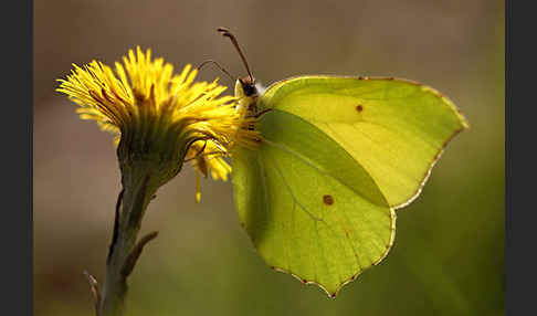 Zitronenfalter (Gonepteryx rhamni)