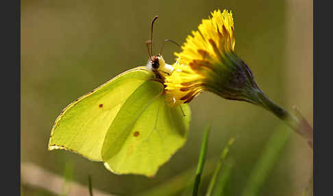 Zitronenfalter (Gonepteryx rhamni)