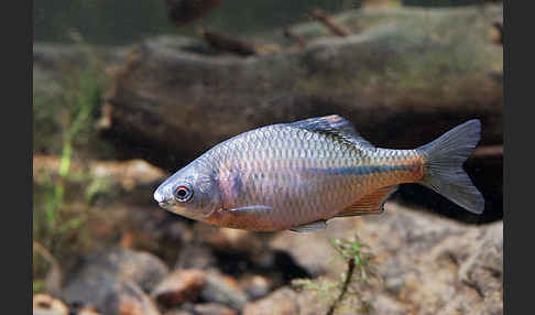 Bitterling (Rhodeus sericeus amarus)