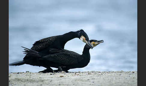 Kormoran (Phalacrocorax carbo)