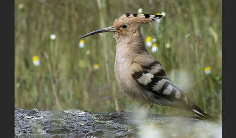 Wiedehopf (Upupa epops)