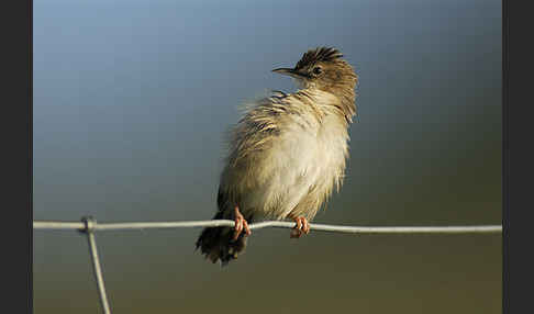 Cistensänger (Cisticola juncidis)