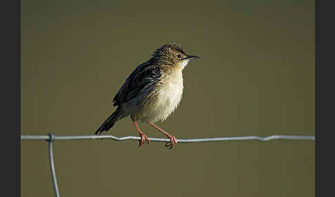 Cistensänger (Cisticola juncidis)