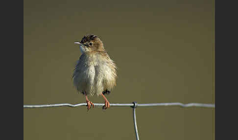 Cistensänger (Cisticola juncidis)