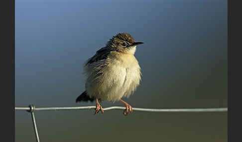 Cistensänger (Cisticola juncidis)