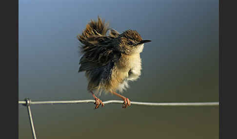 Cistensänger (Cisticola juncidis)