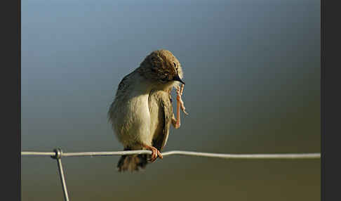 Cistensänger (Cisticola juncidis)