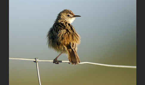 Cistensänger (Cisticola juncidis)