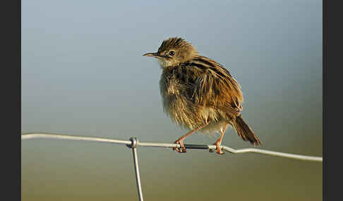 Cistensänger (Cisticola juncidis)