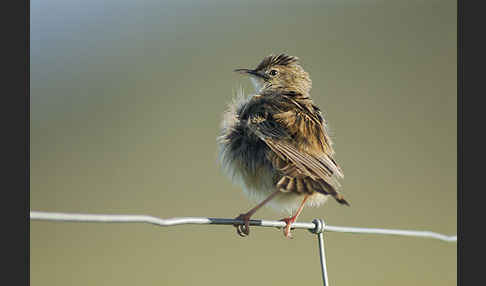 Cistensänger (Cisticola juncidis)