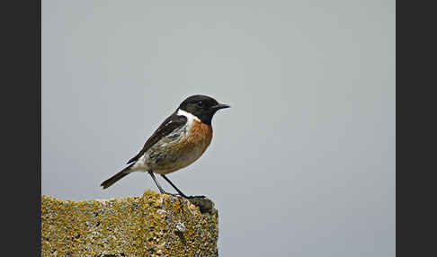 Schwarzkehlchen (Saxicola torquata)