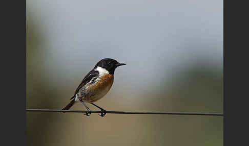 Schwarzkehlchen (Saxicola torquata)