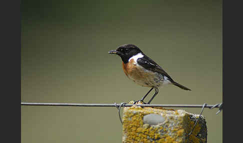 Schwarzkehlchen (Saxicola torquata)