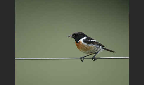 Schwarzkehlchen (Saxicola torquata)