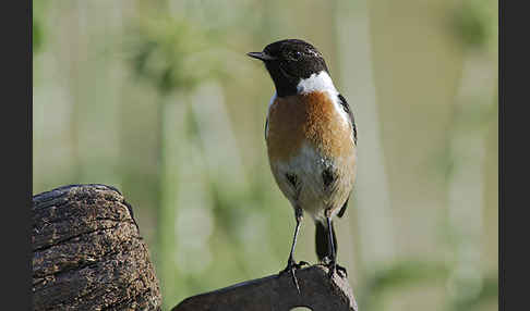 Schwarzkehlchen (Saxicola torquata)