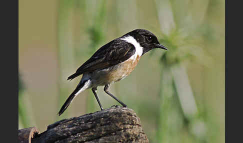 Schwarzkehlchen (Saxicola torquata)