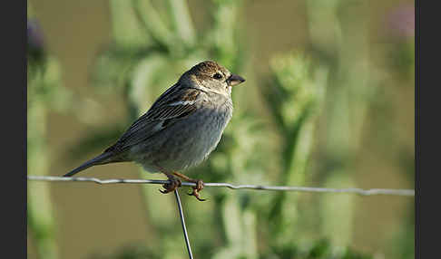 Weidensperling (Passer hispaniolensis)