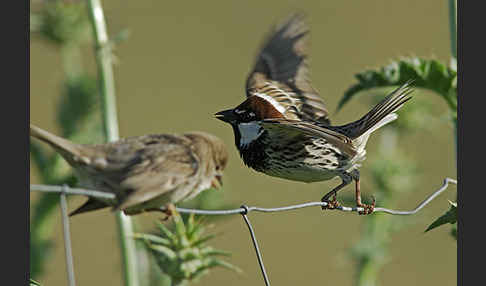 Weidensperling (Passer hispaniolensis)